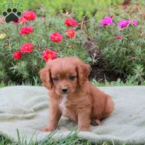 Max, Cavapoo Puppy
