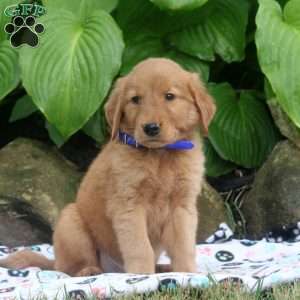 Max, Golden Retriever Puppy
