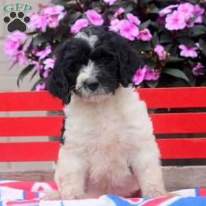 Max, Bernedoodle Puppy