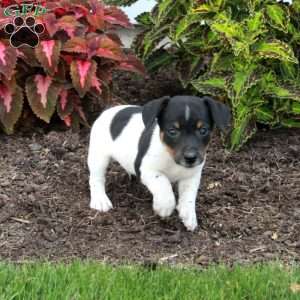 Max, Jack Russell Terrier Puppy