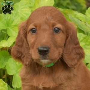 Max, Irish Setter Puppy