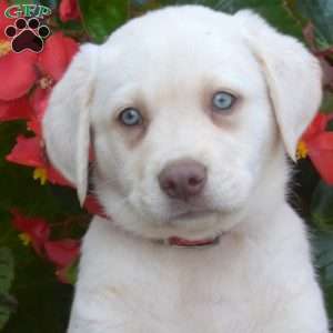 Max, Yellow Labrador Retriever Puppy