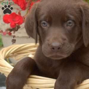 Max, Chocolate Labrador Retriever Puppy