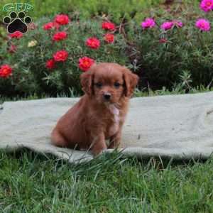 Max, Cavapoo Puppy