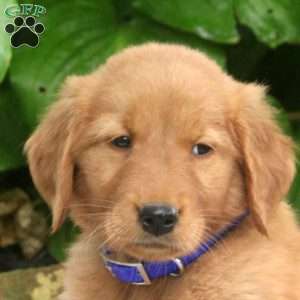 Max, Golden Retriever Puppy