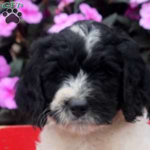 Max, Bernedoodle Puppy