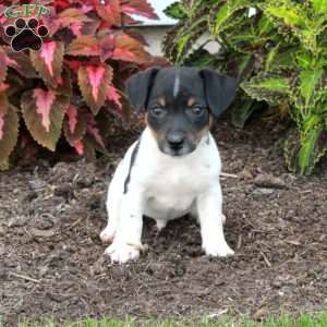 Max, Jack Russell Terrier Puppy