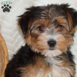 Max, Yorkie Puppy
