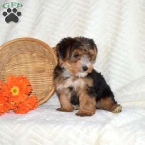 Max, Yorkie Puppy