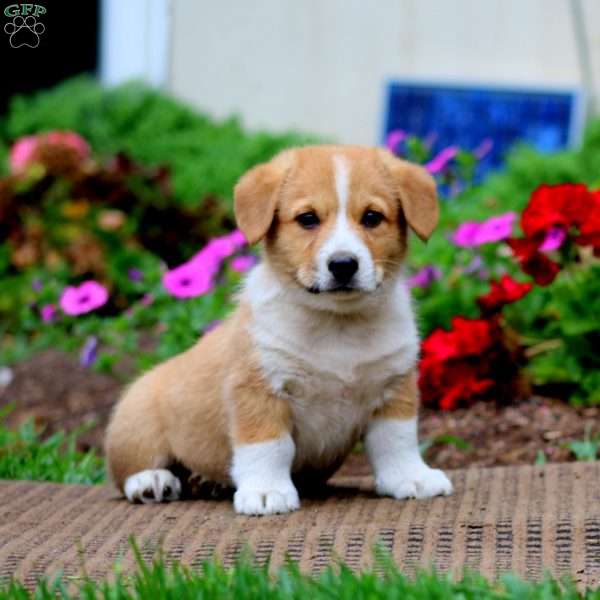 Max, Pembroke Welsh Corgi Puppy
