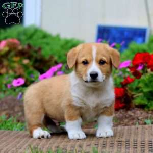 Max, Pembroke Welsh Corgi Puppy