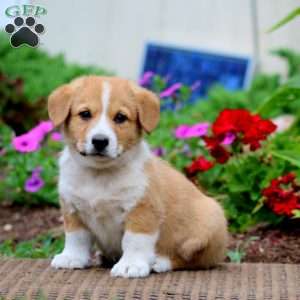 Max, Pembroke Welsh Corgi Puppy