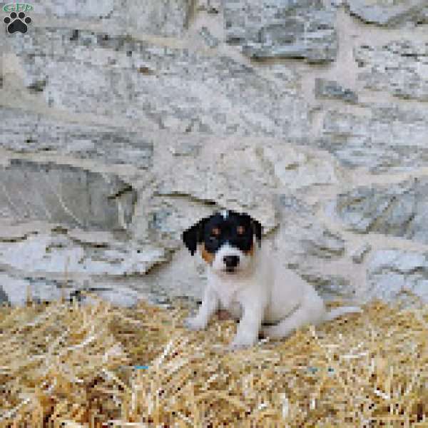 Max, Jack Russell Terrier Puppy