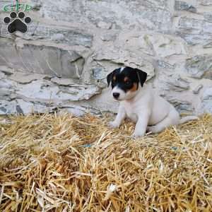 Max, Jack Russell Terrier Puppy