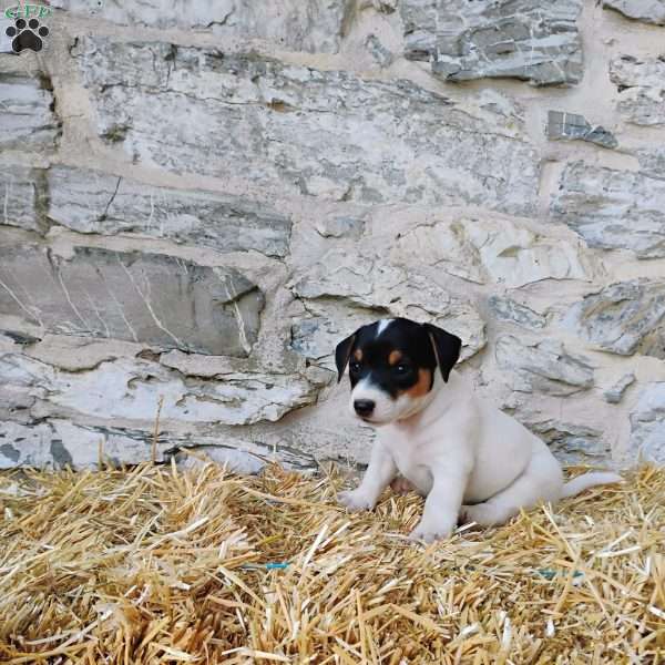 Max, Jack Russell Terrier Puppy