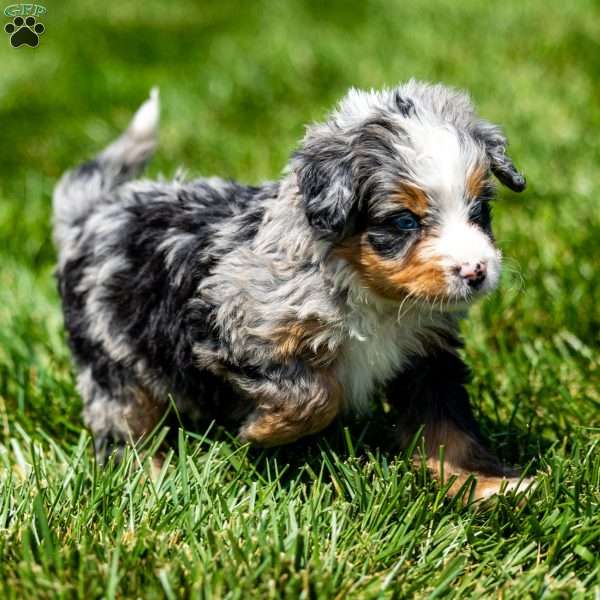 Maya, Mini Bernedoodle Puppy