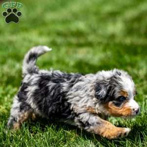 Maya, Mini Bernedoodle Puppy