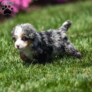 Maya, Mini Bernedoodle Puppy