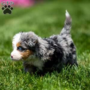 Maya, Mini Bernedoodle Puppy