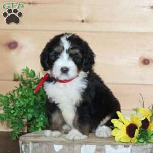 McDonalds, Bernedoodle Puppy