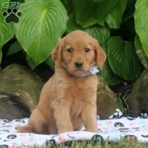 Megan, Golden Retriever Puppy