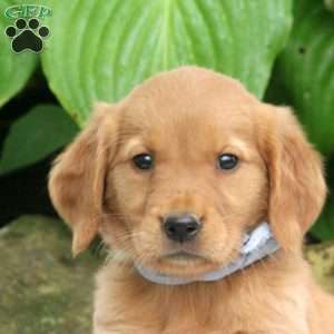 Megan, Golden Retriever Puppy