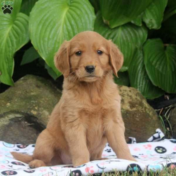 Mel, Golden Retriever Puppy