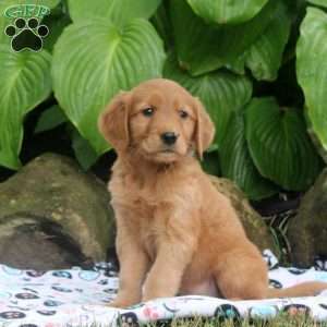 Mel, Golden Retriever Puppy