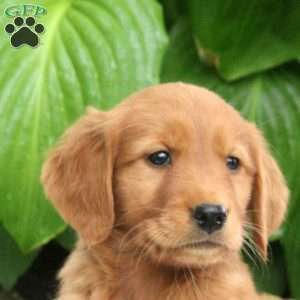 Mel, Golden Retriever Puppy