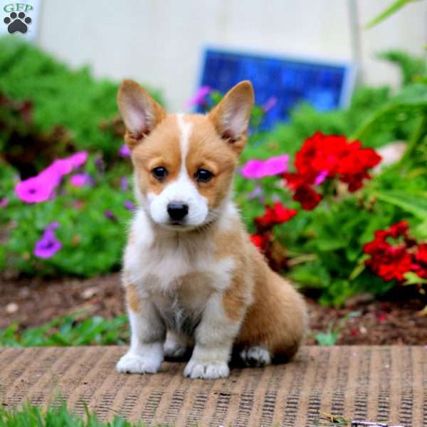 Melody, Pembroke Welsh Corgi Puppy