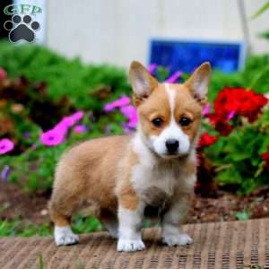 Melody, Pembroke Welsh Corgi Puppy