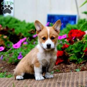 Melody, Pembroke Welsh Corgi Puppy