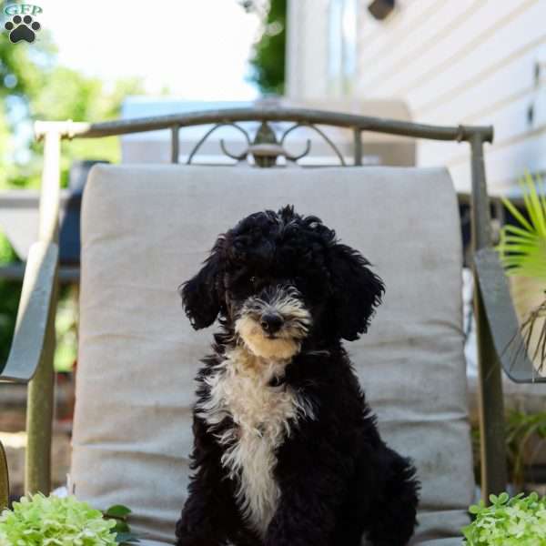 Melody, Bernedoodle Puppy