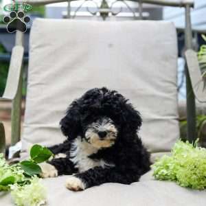 Melody, Bernedoodle Puppy