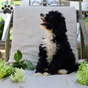 Melody, Bernedoodle Puppy