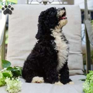 Melody, Bernedoodle Puppy