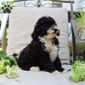 Melody, Bernedoodle Puppy