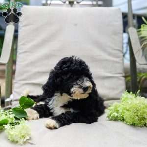 Melody, Bernedoodle Puppy