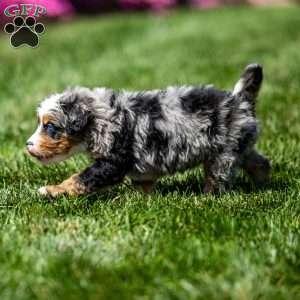 Merrick, Mini Bernedoodle Puppy