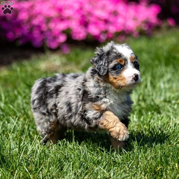 Merrick, Mini Bernedoodle Puppy