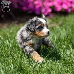 Merrick, Mini Bernedoodle Puppy
