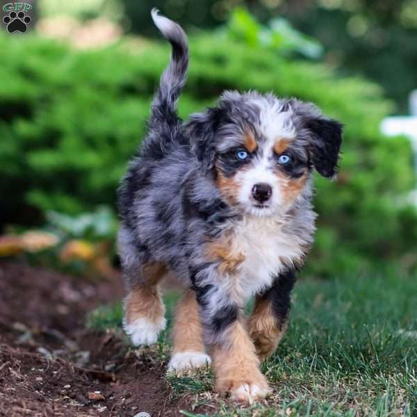 Merrick, Mini Bernedoodle Puppy