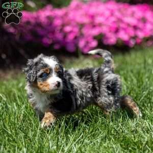 Merrick, Mini Bernedoodle Puppy