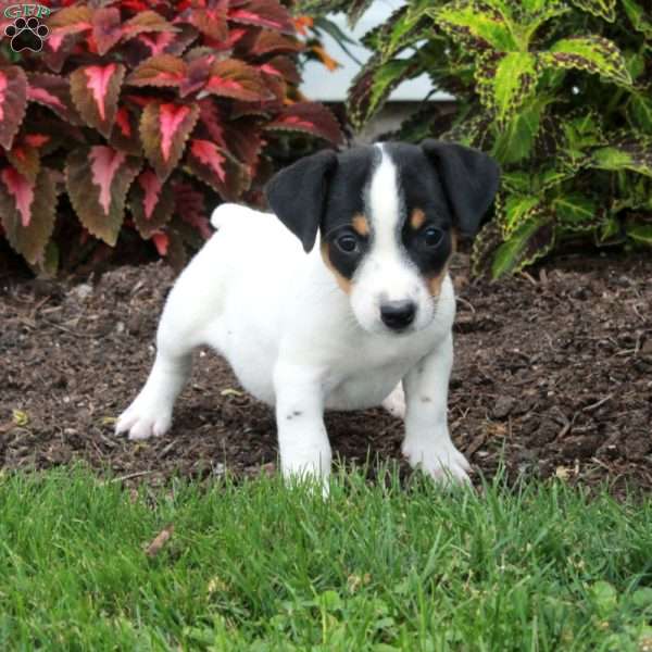 Messi, Jack Russell Terrier Puppy