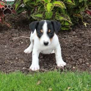 Messi, Jack Russell Terrier Puppy