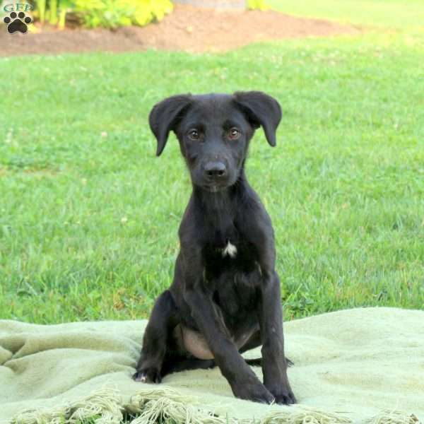 Mia, Labrador Mix Puppy