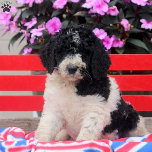 Mia, Bernedoodle Puppy