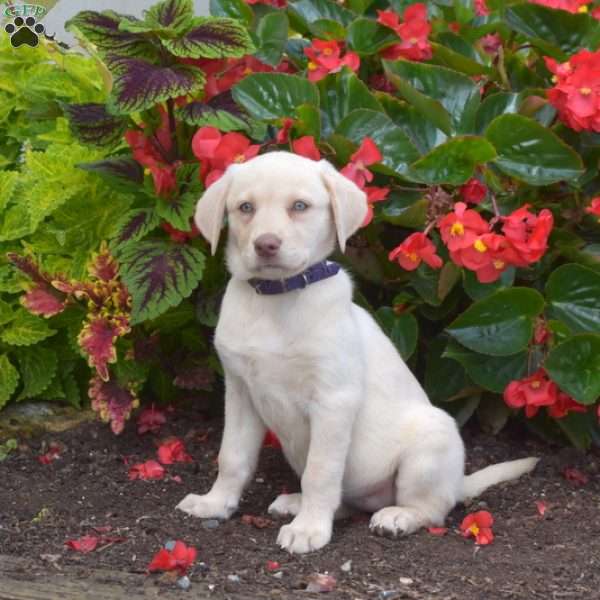Mia, Yellow Labrador Retriever Puppy