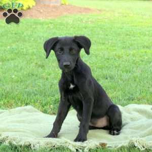Mia, Labrador Mix Puppy