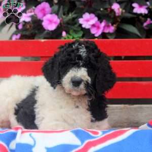 Mia, Bernedoodle Puppy